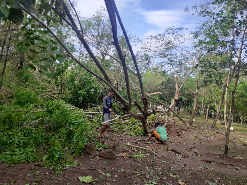 Foto aktifitas acara Pembersihan Pohon Tumbang