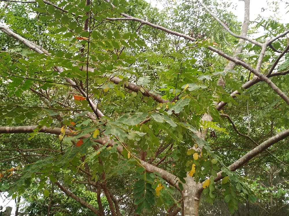 Gambar Badung Pohon Berbuah Badung