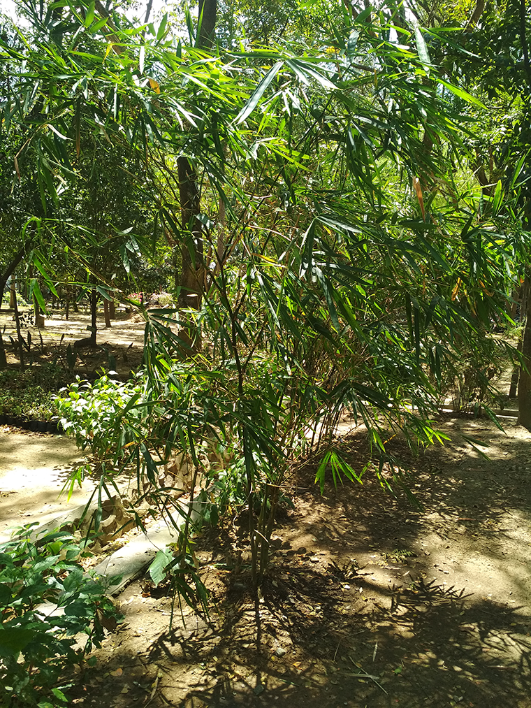Gambar Bambu Hias Pohon Bambu Hias