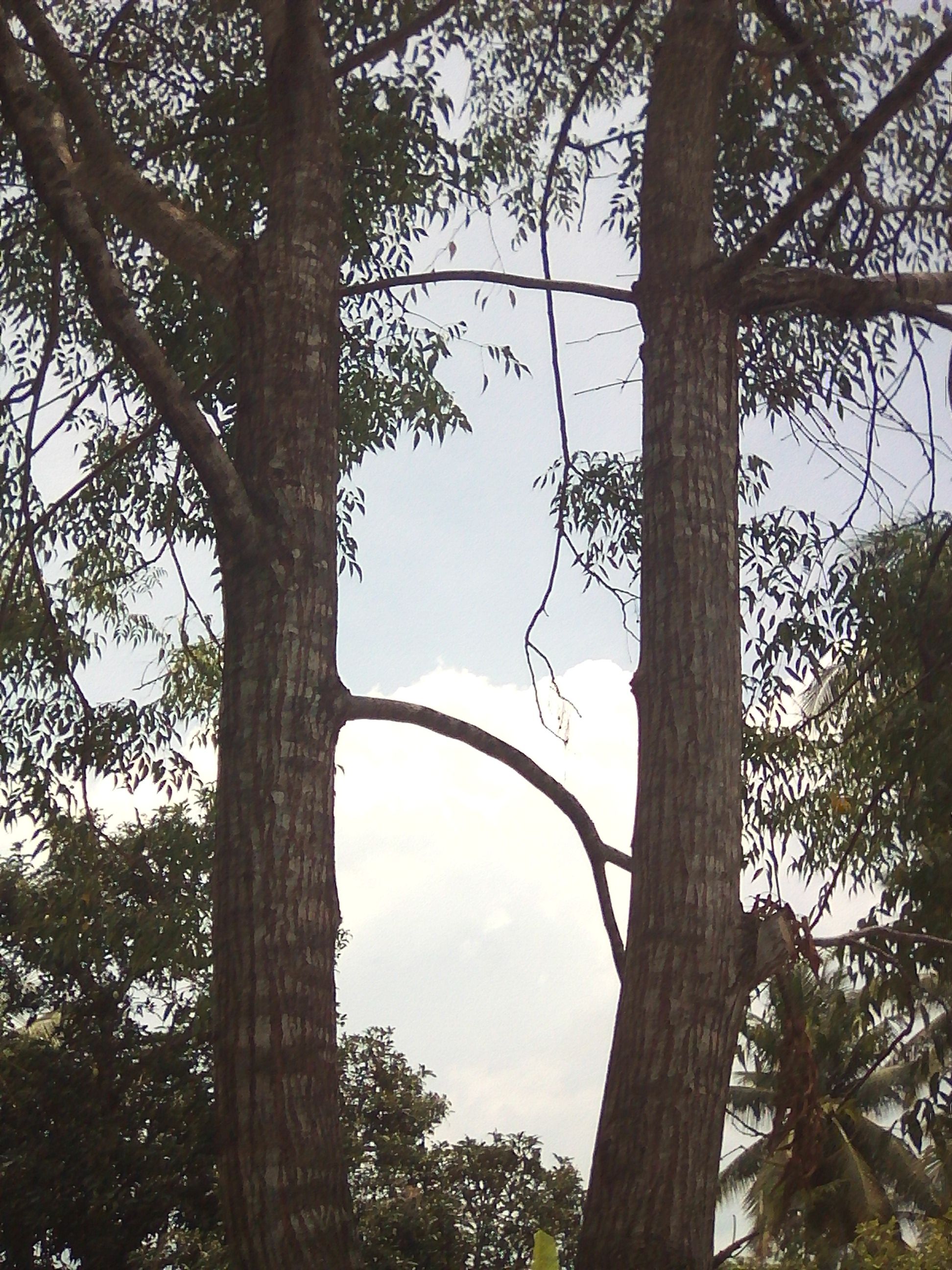 Gambar Cawardi Pohon Cawardi