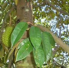 Gambar Durian Mahakam  Pohon Berbuah Durian Mahakam 